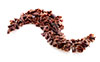 ejemplo de producto bean to bar line AUTOMATIC C